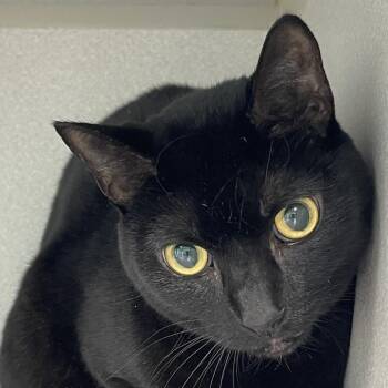 Hershey -  Domestic Short Hair Cat for Adoption in Newark, New Jersey - Hershey | PetCurious