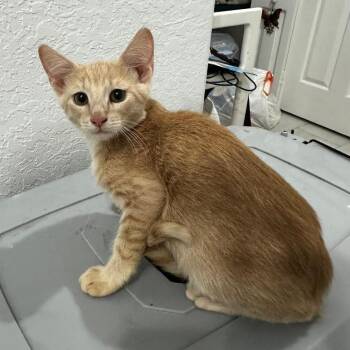 Domestic Short Hair Cats Available for Adoption in Quail Heights, Florida - Cabo | PetCurious