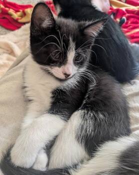 Backgammon - Games Litter -  Tuxedo Cat for Adoption in Anthem, Arizona - Backgammon - Games Litter | PetCurious