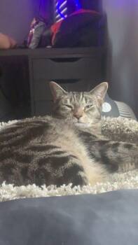 Ari -  Domestic Short Hair Cat for Adoption in Lakewood, California - Ari | PetCurious