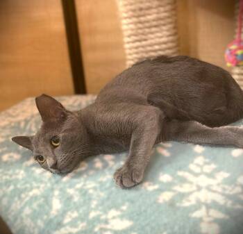 Star Light -  Russian Blue Cat for Adoption in Fort Myers, Florida - Star Light | PetCurious