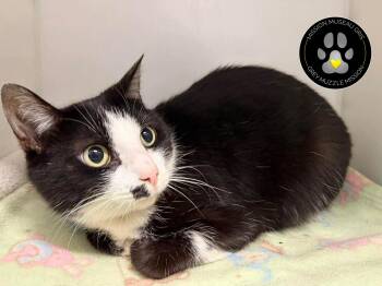 Domestic Short Hair Cats Available for Adoption - Krystelle | PetCurious