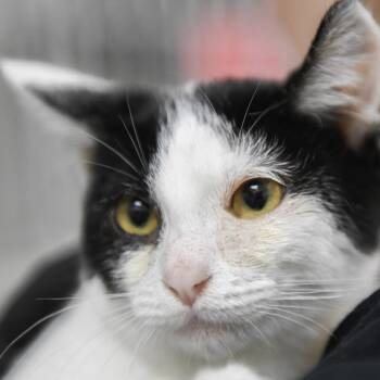 Lotti -  Domestic Short Hair Cat for Adoption in Redwood City, California - Lotti | PetCurious