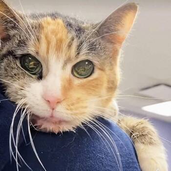 Calico Cats Available for Adoption - Patches | PetCurious