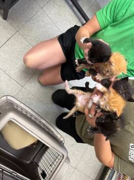 Domestic Short Hair Cats Available for Adoption in Sorrento, Louisiana - 26-0288C | PetCurious