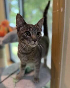 Achilles -  Domestic Short Hair Cat for Adoption in Midland, Virginia - Achilles | PetCurious