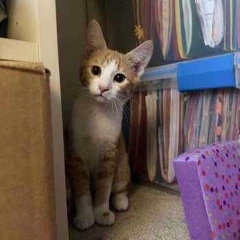 Timor -  Domestic Short Hair Cat for Adoption in Delaware, Ohio - Timor | PetCurious