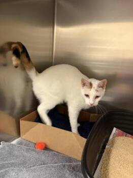 Sunfyre -  Domestic Short Hair Cat for Adoption in West Chester, Pennsylvania - Sunfyre | PetCurious