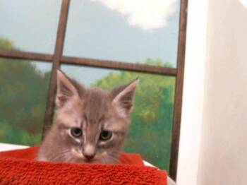 ARMIN -  Domestic Short Hair Cat for Adoption in Houston, Texas - ARMIN | PetCurious
