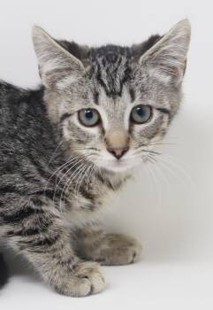Hoka and Vans - love bug bffs - please read bio -  Tabby and Bengal Cat for Adoption in Bedford Hills, New York - Hoka And Vans - Love Bug Bffs - Please Read Bio | PetCurious