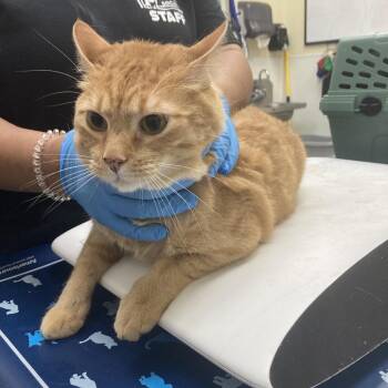 Bean -  Domestic Short Hair Cat for Adoption in Galveston, Texas - Bean | PetCurious