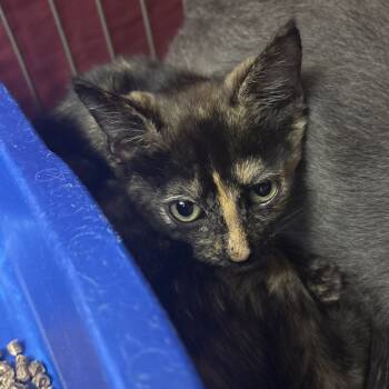 Rescue Domestic Short Hair Cats for Adoption in Vineland, New Jersey - Opalite | PetCurious