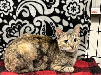 Rescue Domestic Short Hair Cats for Adoption in Villa Park, California - Ru | PetCurious