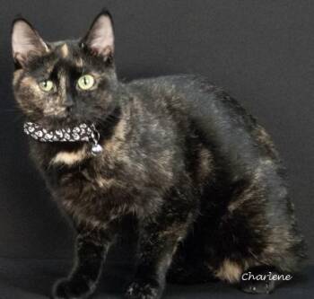 Rescue Tortoiseshell Cats for Adoption in Newland, North Carolina - Holiday | PetCurious