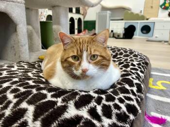 Domestic Medium Hair Cats Available for Adoption - Bandit | PetCurious