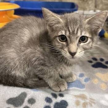 Jemma 1583 -  Domestic Short Hair Cat for Adoption in Boca Raton, Florida - Jemma 1583 | PetCurious