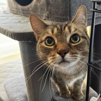 Miguelito -  Domestic Short Hair Cat for Adoption in Riverside, California - Miguelito | PetCurious