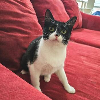 Confetti -  Domestic Medium Hair Cat for Adoption in Fort Worth, Texas - Confetti | PetCurious