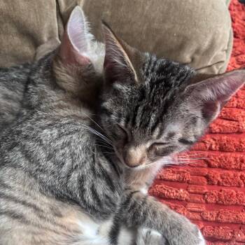 Macaroni -  Domestic Short Hair Cat for Adoption in Medina, Ohio - Macaroni | PetCurious