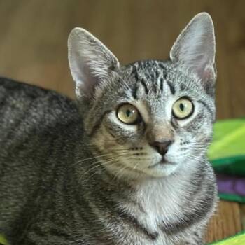 Scrabbie ARC2025-121 -  Domestic Short Hair Cat for Adoption in Akron, New York - Scrabbie ARC2025-121 | PetCurious