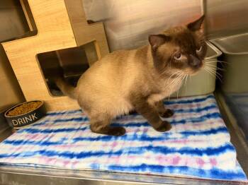 Mr. French -  Siamese Cat for Adoption in Clarksville, Tennessee - Mr. French | PetCurious