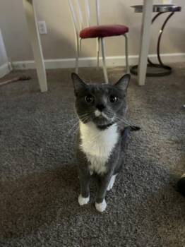 BULLET -  Domestic Short Hair Cat for Adoption in Derwood, Maryland - BULLET | PetCurious