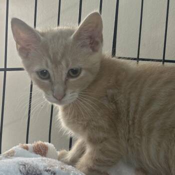 Tucker -  Domestic Short Hair Cat for Adoption in West Point, Mississippi - Tucker | PetCurious