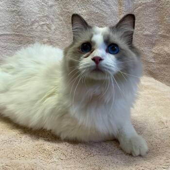 IVHS-Stray-139611 -  Ragdoll Cat for Adoption in San Gabriel, California - IVHS-Stray-139611 | PetCurious