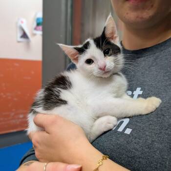 Sonoma -  Domestic Short Hair Cat for Adoption in Newburgh, Indiana - Sonoma | PetCurious