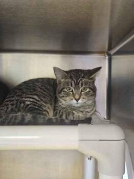 Domestic Short Hair Cats Available for Adoption - Tofu | PetCurious