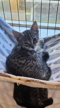 Gracie -  Domestic Short Hair Cat for Adoption in Antioch, California - Gracie | PetCurious