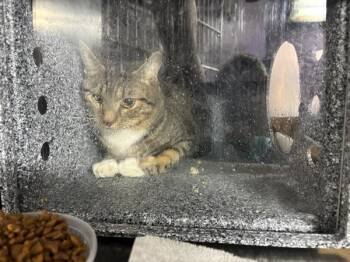 Berlioz -  Domestic Short Hair Cat for Adoption in New York, New York - Berlioz | PetCurious