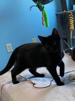 Rescue Domestic Short Hair Cats for Adoption in Fort Collins, Colorado - Shadow | PetCurious