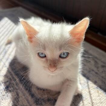 Domestic Long Hair Cats Available for Adoption - MoMo | PetCurious