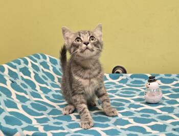 Lovie -  Domestic Short Hair Cat Available for Adoption in Dickson, Tennessee - Lovie | PetCurious