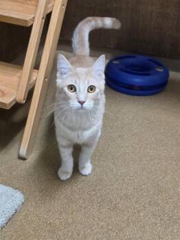 SAMMY -  Domestic Short Hair Cat for Adoption in St. Peters, Missouri - SAMMY | PetCurious
