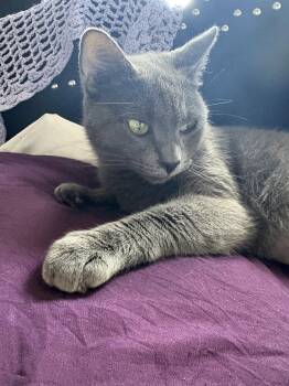 Greyce -  Domestic Short Hair Cat Available for Adoption - Greyce | PetCurious