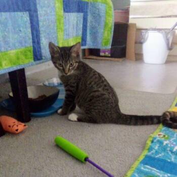 Bootsy -  Domestic Short Hair Cat for Adoption in Tampa, Florida - Bootsy | PetCurious