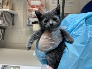 Rescue Domestic Short Hair Cats for Adoption in Raleigh, North Carolina - OSCAR | PetCurious