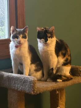 Calico Cats Available for Adoption in Enfield, Connecticut - Galetta & Azul Bonded Sisters  | PetCurious