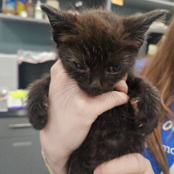 Woodland -  Domestic Short Hair Cat for Adoption in Greensboro, North Carolina - Woodland | PetCurious
