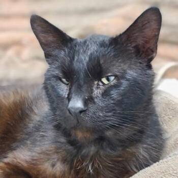 Pudding -  Domestic Short Hair Cat for Adoption in Verona, Wisconsin - Pudding | PetCurious