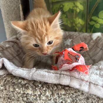 Domestic Medium Hair Cats Available for Adoption - Jake | PetCurious