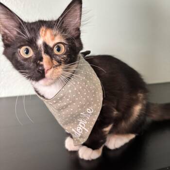 TWIX - TWO SWEET SIDES IN ONE ADORABLE PACKAGE -  Domestic Medium Hair Cat for Adoption in Plano, Texas - TWIX - TWO SWEET SIDES IN ONE ADORABLE PACKAGE | PetCurious