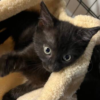 Cher -  Domestic Short Hair Cat for Adoption in San Antonio, Texas - Cher | PetCurious