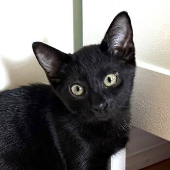 Pistachio (A141171) -  Domestic Short Hair Cat for Adoption in Burbank, California - Pistachio (A141171) | PetCurious