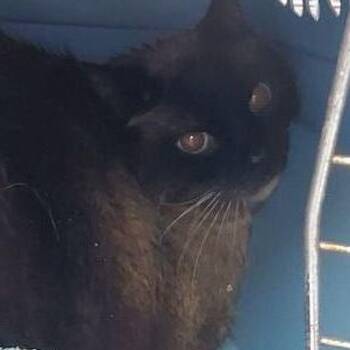 Barney -  Siamese and Domestic Short Hair Cat for Adoption in Lake Havasu City, Arizona - Barney | PetCurious