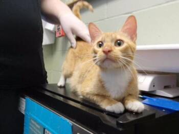 PEACH -  Domestic Short Hair Cat for Adoption in Tulsa, Oklahoma - PEACH | PetCurious