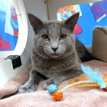 Domestic Short Hair Cats Available for Adoption in Cheyenne, Wyoming - Luffy | PetCurious