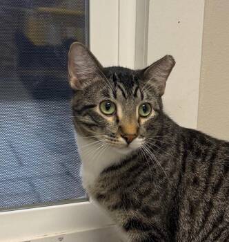 Rocket -  Domestic Short Hair Cat for Adoption in Yankton, South Dakota - Rocket | PetCurious